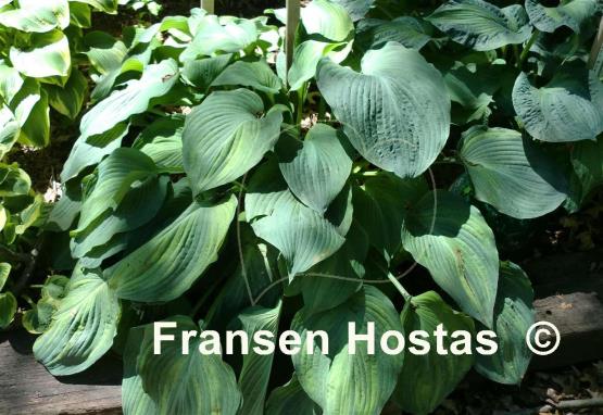 Hosta Fire and Brimstone